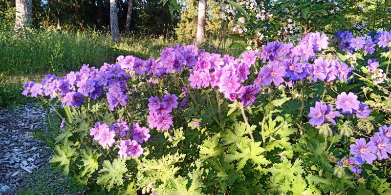 Geranium x magnificum 'Rosemoor' Герань великолепная